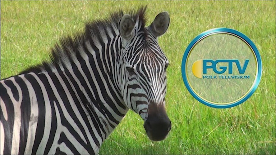 Thumbnail image for Station ID: Zebras