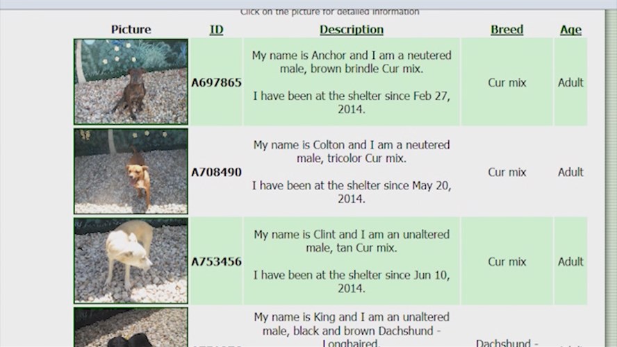 Thumbnail image for Polk County Animal Control: Adopting a Pet